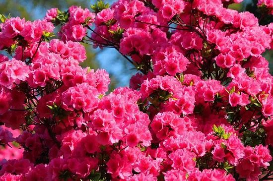 Phiên họp thứ hai của triển lãm Azalea ở làng Zilang, thị trấn Yindianjie- 绍兴...